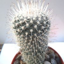 Una foto de Mammillaria geminispina