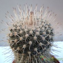 Una foto de Mammillaria geminispina