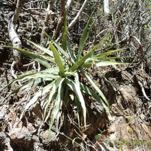 A photo of Agave angustiarum