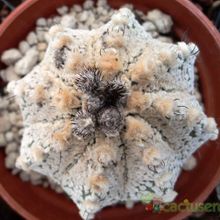 A photo of Astrophytum asterias cv. Superkabuto x Astrophytum capricorne SK-CAP (Hibrido)