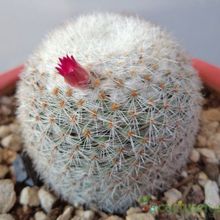 Una foto de Mammillaria albilanata ssp. oaxacana