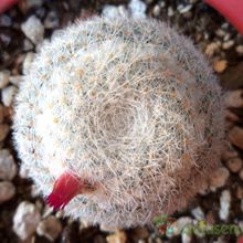 Una foto de Mammillaria albilanata ssp. oaxacana