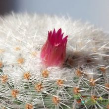 Una foto de Mammillaria albilanata ssp. oaxacana