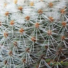 Una foto de Mammillaria albilanata ssp. oaxacana