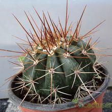 A photo of Melocactus intortus