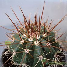 A photo of Melocactus intortus