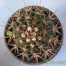 A photo of Melocactus intortus