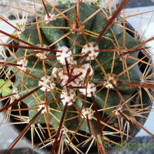 A photo of Melocactus intortus