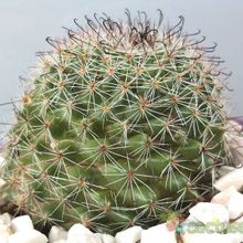 Una foto de Mammillaria beneckei