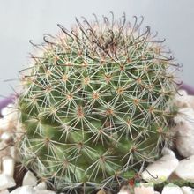 Una foto de Mammillaria beneckei