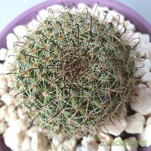 Una foto de Mammillaria beneckei