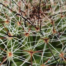 Una foto de Mammillaria beneckei