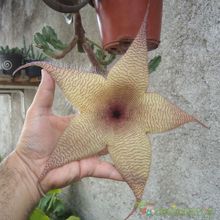 A photo of Stapelia gigantea