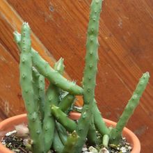A photo of Huernia pendula
