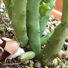 A photo of Huernia pendula