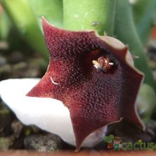 A photo of Huernia pendula