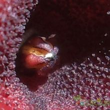 A photo of Huernia pendula