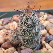 A photo of Mammillaria thornberi ssp. yaquensis