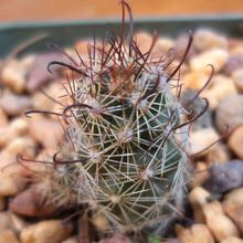 A photo of Mammillaria thornberi ssp. yaquensis