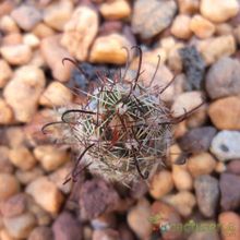 A photo of Mammillaria thornberi ssp. yaquensis