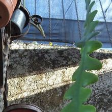 A photo of Epiphyllum anguliger