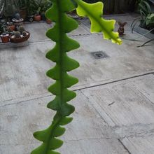 A photo of Epiphyllum anguliger
