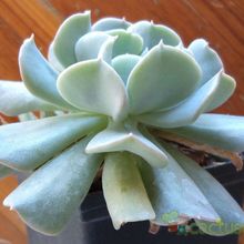 Una foto de Echeveria runyonii cv. Topsy turvy 