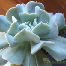 Una foto de Echeveria runyonii cv. Topsy turvy 