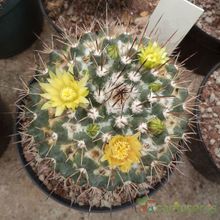 Una foto de Mammillaria petrophila