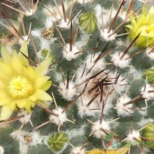 Una foto de Mammillaria petrophila