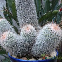 A photo of Mammillaria guerreronis