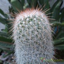A photo of Mammillaria guerreronis