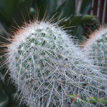 A photo of Mammillaria guerreronis
