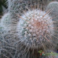 A photo of Mammillaria guerreronis