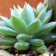 A photo of Graptopetalum macdougallii