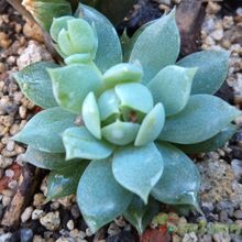 A photo of Graptopetalum macdougallii