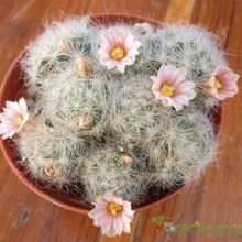 A photo of Mammillaria glassii ssp. ascensionis
