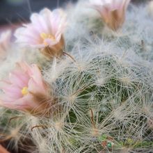 A photo of Mammillaria glassii ssp. ascensionis