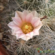 A photo of Mammillaria glassii ssp. ascensionis