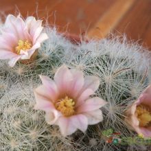A photo of Mammillaria glassii ssp. ascensionis