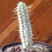 Una foto de Euphorbia mammillaris fma. variegada
