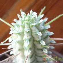 Una foto de Euphorbia mammillaris fma. variegada