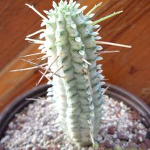 Una foto de Euphorbia mammillaris fma. variegada