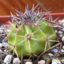 Una foto de Melocactus neryi