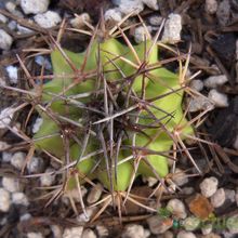 Una foto de Melocactus neryi