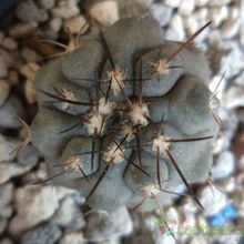 Una foto de Copiapoa longistaminea
