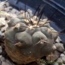 Una foto de Copiapoa longistaminea