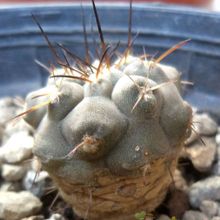 Una foto de Copiapoa longistaminea