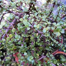 A photo of Portulacaria afra