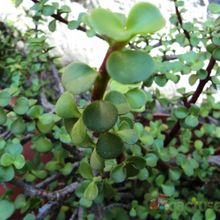 A photo of Portulacaria afra